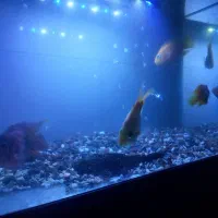 فروش  ماهی آکواریوم