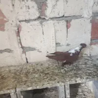 الابوغازنر تاگوز|پرنده|اردبیل, |دیوار