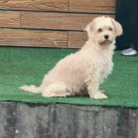 واگذاری رایگان سگ