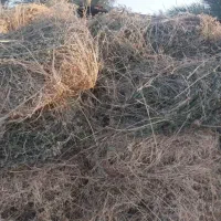 بیده الف خالص