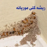 سم پاشی موریانه و الباقی حشرات و موش در اصفهان