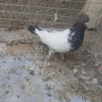 کبوتر کله ای