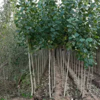 اصل با تضمین رشد|حراج|خلخال, |دیوار