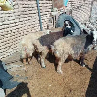 میش داشتی|حیوانات مزرعه|سیدان, |دیوار