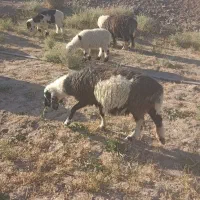 گوسفند