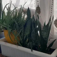 فروش سان سوریا