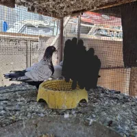 طاوسی درجه یک|پرنده|بندر گناوه, |دیوار
