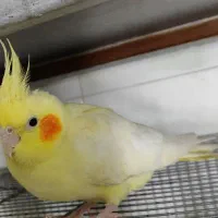 عروس هلندی|پرنده|اصفهان, همتآباد|دیوار