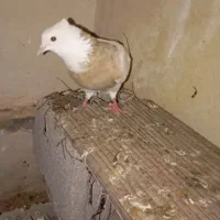 کبوتر طوقی
