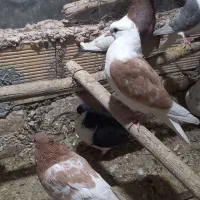 کبوتر نقش|پرنده|مبارکه, |دیوار