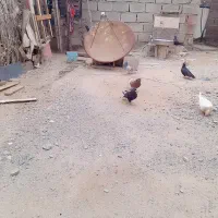 کبوتر|پرنده|جیرفت, |دیوار