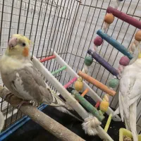 عروس هلندی جفت مولد