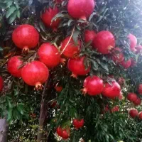 انار دانه مشکی