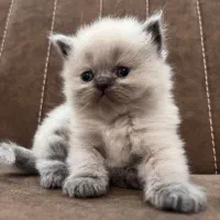 بریتیش هیمالین