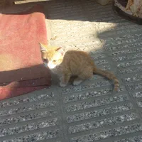 بچه گربه|گربه|آزادشهر, |دیوار