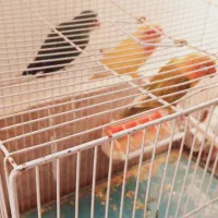 کتوله بالغ مولد نژاددارسالم انواع قفس نان خشک|پرنده|بیرجند, |دیوار