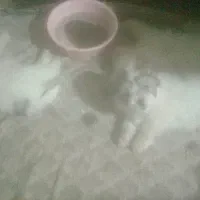 واگذاری توله سگ