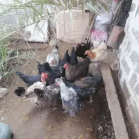 مرغ محلی تخم گذار درشت