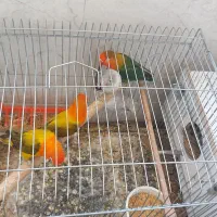 طوطی برزیلی