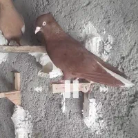 این عکس کبوترنمایشی است