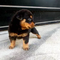 سگ رتوایلر (توله)