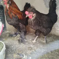 مرغ وخروس