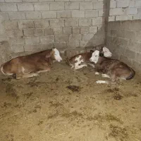 فروش سه عدد گاو شیری سیمینتال همراه گوساله شکم اول|حیوانات مزرعه|میانه, |دیوار