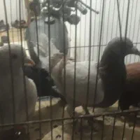 اوغون سرخ  قهوای دمسفید وسوسکی،سیاه ماده|پرنده|تربت‌حیدریه, حیدرآباد|دیوار