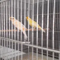 قناری فروشی دربهار|پرنده|بهار, |دیوار