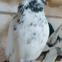 فروش چند عدد حیون کار درست|پرنده|سیرجان, |دیوار