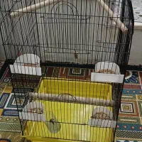 قفس سالم|لوازم جانبی حیوانات|لنگرود, |دیوار