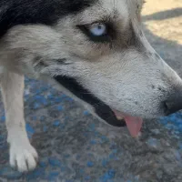 سگ هاسکی ماده آبستن