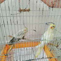 عروس هلندی نرو ماده