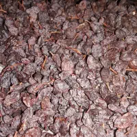 قیصی زردآلوکشمش شیره انگور دوشاب|خوردنی و آشامیدنی|مشگین شهر, |دیوار