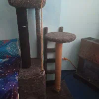 جای خواب و بازی گربه