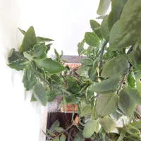 گل پدیلانتوس|گل و گیاه طبیعی|ارومیه, |دیوار