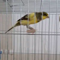 فروش قناری های خانگی|پرنده|اردکان, |دیوار