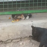 بچه گربه زخمی|حیوانات|مشهد, امامیه (شهرک غرب)|دیوار