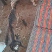 بزغاله شیری با نژاد  خوب