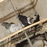 کبوتر پرشی|پرنده|سیرجان, |دیوار