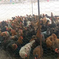 جوجه مرغ خروس محلی