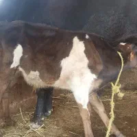 دورگ محلی با گوساله نر معاوضه با گوشتی و قصابی