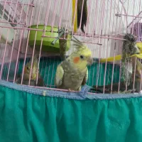 عروس هلندی 4عدد زیبا|پرنده|سقز, |دیوار