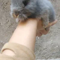 خرگوش مینی لپ مینیاتوری|موش و خرگوش|مشهد, طبرسی شمالی|دیوار