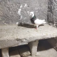 کبوتر یا طوقی نر