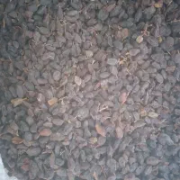 کشمش آفتابی