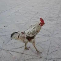 خروس|حیوانات مزرعه|قلعه نو, |دیوار