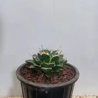 گل و کاکتوس|گل و گیاه طبیعی|شاهرود, |دیوار