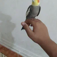 عروس هلندی|پرنده|کارون, |دیوار