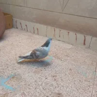 سده هفرنگ نر|پرنده|سبزوار, زینبیه|دیوار